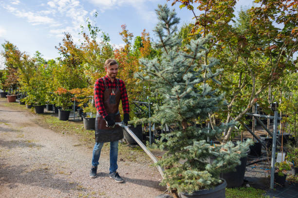 The Steps Involved in Our Tree Care Process in Morgantown, WV